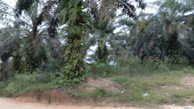 Tandan Buah Sawit di Kebun Milik Pemkab Kuansing Dijarah Orang Tak Dikenal