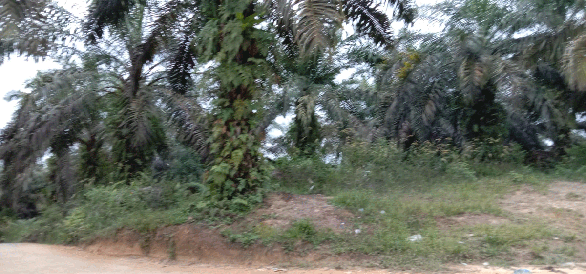 Kebun sawit di Kuansing