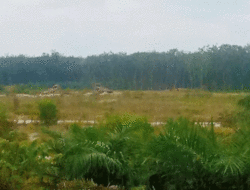 Penegak Hukum Diacuhkan Saja, Tambang Emas Ilegal Makin Merajalela di Kuantan Singingi