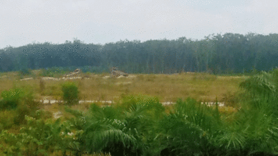 Lokasi tambang emas ilegal di Kuansing.