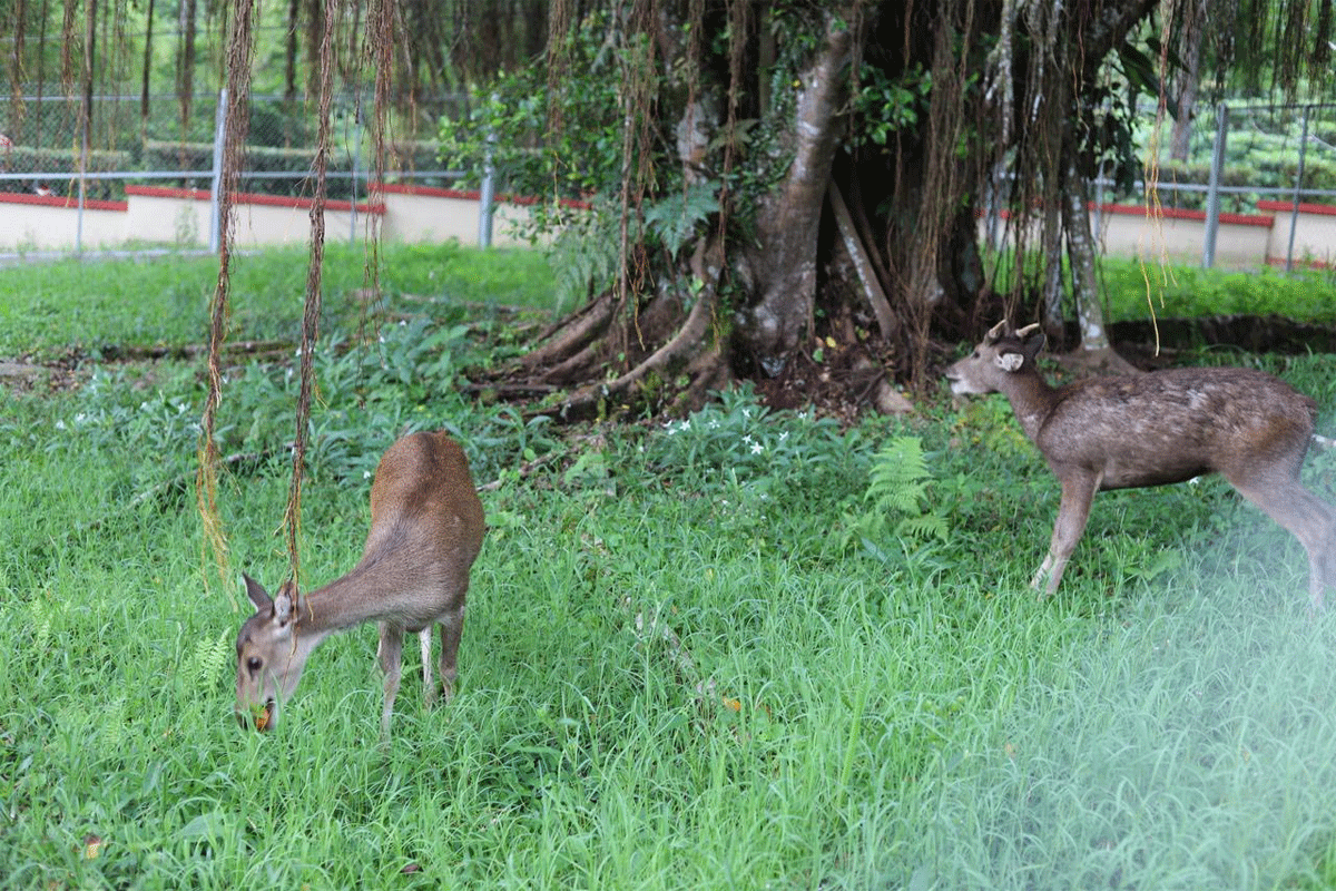 Dua rusa di taman binatang, kawasan PDIKM Padang Panjang. (Kominfo)