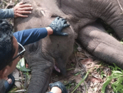 Anak Gajah Mati di Taman Nasional Tesso Nilo, Selamat Jalan Tari Kalista Lestari
