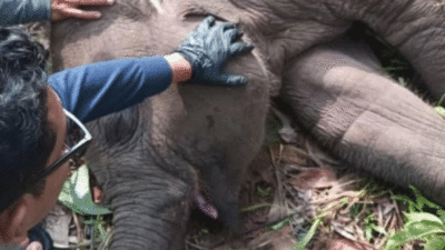 Anak Gajah Mati di Taman Nasional Tesso Nilo, Selamat Jalan Tari Kalista Lestari