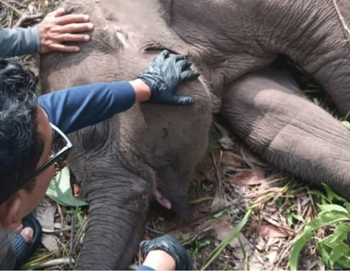 TNTN, gajah mati di tntn, taman nasional tesso nilo, di mana taman nasional tesso nilo,