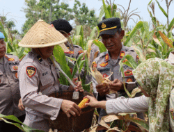 Wujudkan Ketahanan Pangan, Polres Way Kanan Panen Jagung di Baradatu