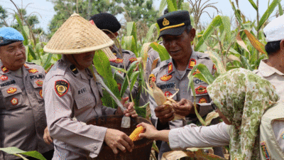 Panen Javgung di Baradatu