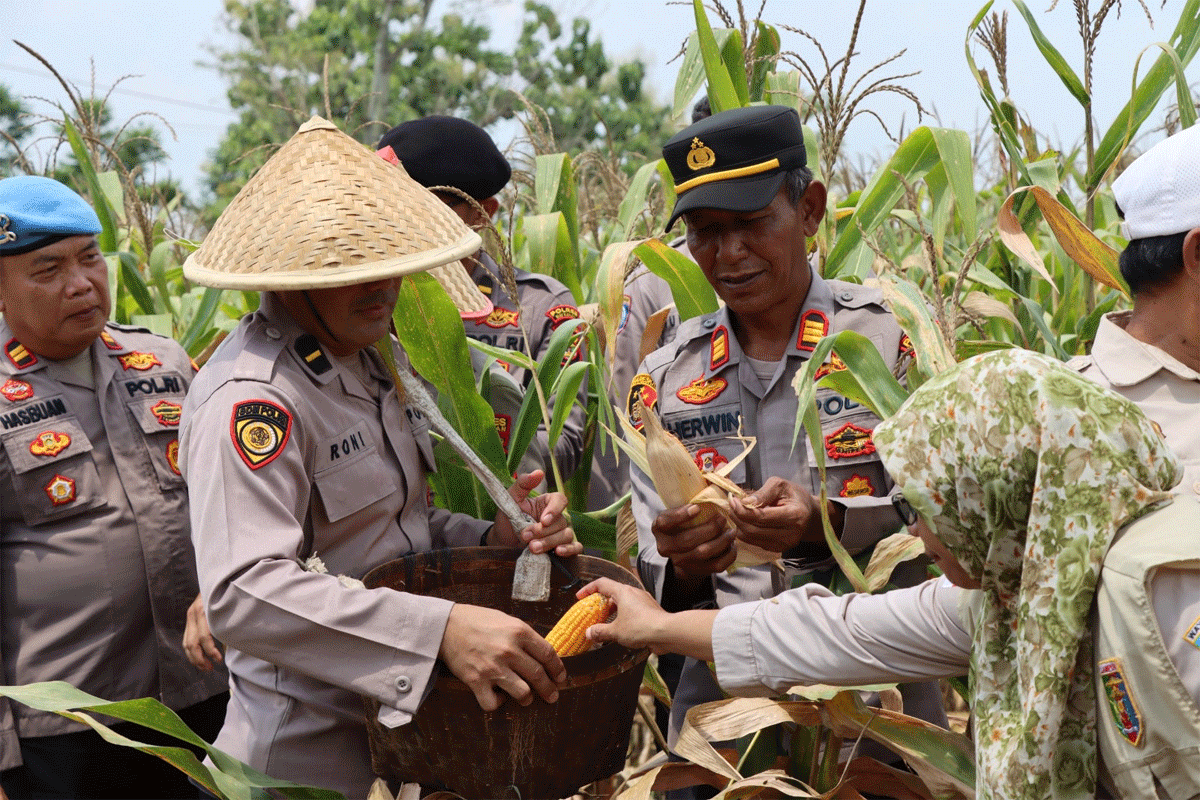 Panen Javgung di Baradatu