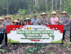 Polsek Blambangan Umpu Panen Jagung di Tanjung Mas, Satu Hektare Hasilkan Enam Ton