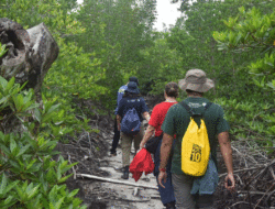 Wisata Kunang-Kunang Mangrove Bakal Jadi Pesona Baru dari Teluk Pambang