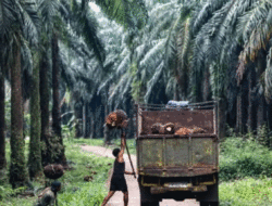Serahkan 200 Hektare Kebun Sawit untuk Empat Desa dan Lembaga Adat, PT Adimulia Agrolestari Diapresiasi Warga