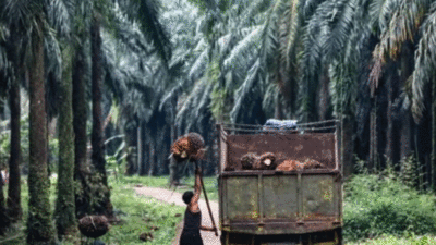Serahkan 200 Hektare Kebun Sawit untuk Empat Desa dan Lembaga Adat, PT Adimulia Agrolestari Diapresiasi Warga