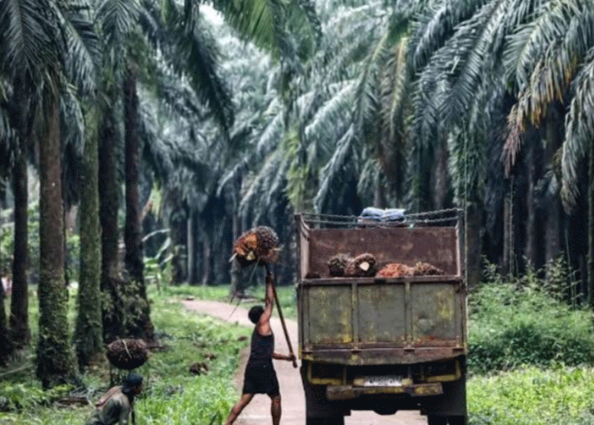 Kebun sawit