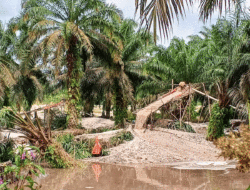 Tambang Emas Ilegal di Kuansing Tak Cuma di Sungai, Ada PETI di Kebun Sawit