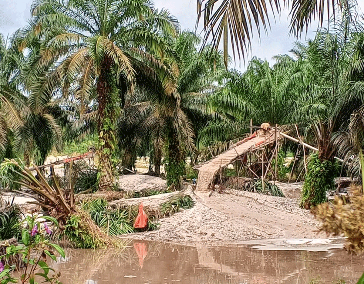 Tambang emas ilegal di kebun sawit.