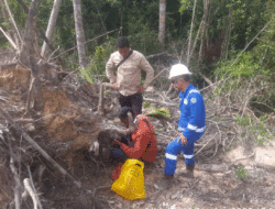 Jejak Harimau Sumatera Terdeteksi di Kawasan Kerja Pertamina Hulu Rokan Siak