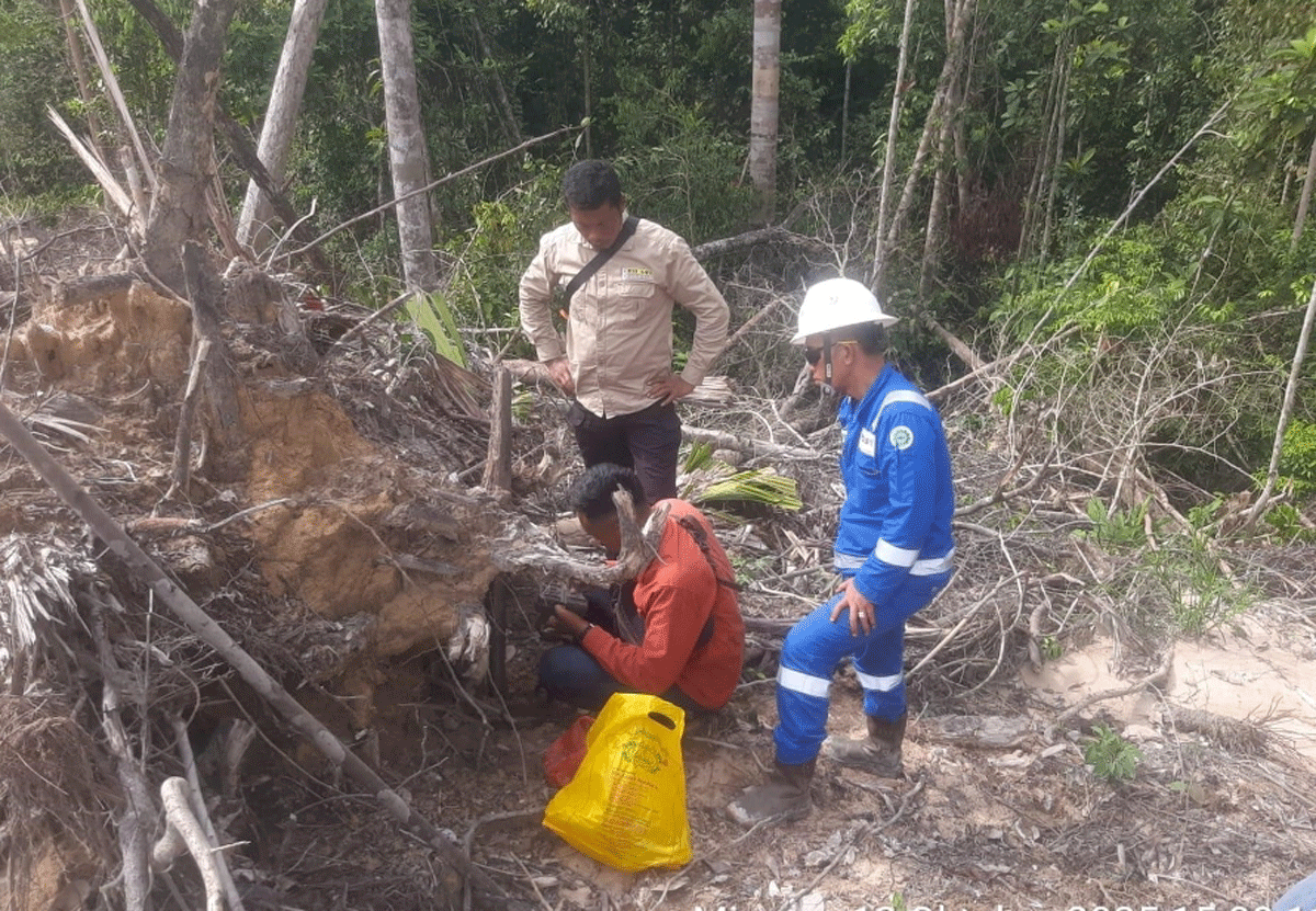 Jejak Harimau Sumatera Terdeteksi di Kawasan Kerja Pertamina Hulu Rokan Siak 1 Tim sedang meneliti jejak harimau.
