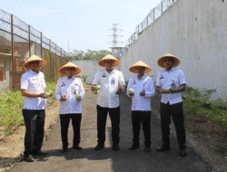 Produktif di Balik Jeruji, Cabai Dipanen di Lapas Way Kanan
