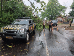 Pohon Jati Tumbang, Lalu Lintas di Jalan Lintas Sumatera Sempat Tersendat