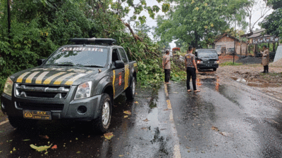 Pohon tumbang di Jalan Lintas Sumatera.