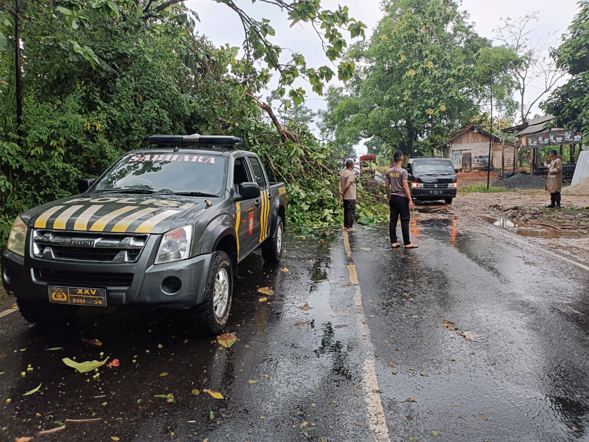 Pohon tumbang di Jalan Lintas Sumatera.