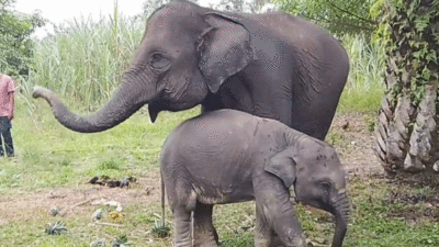 Gajah di Riau. (riau.go.id)