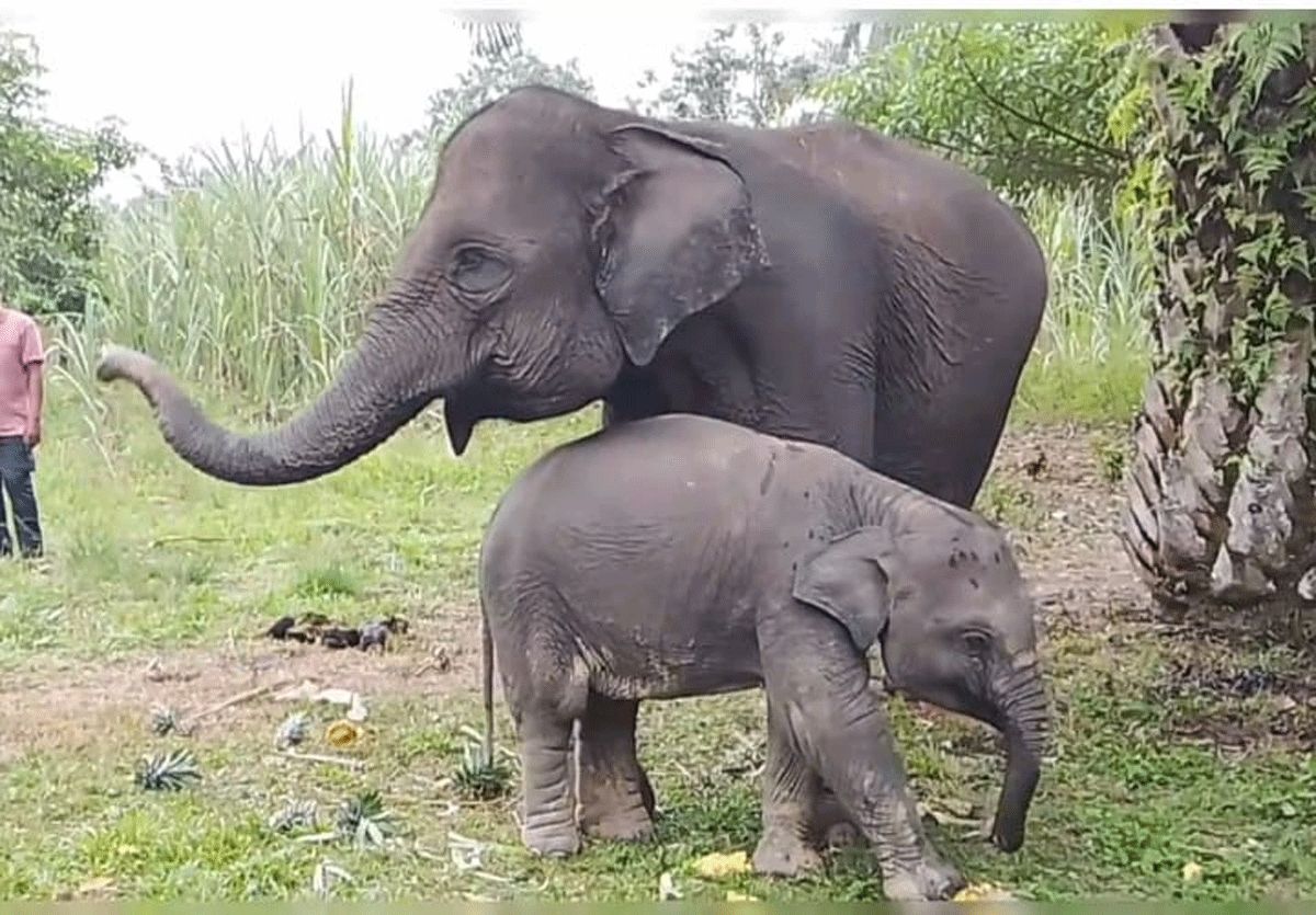 Gajah di Riau. (riau.go.id)
