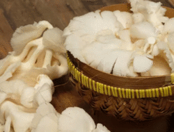 Kandungan Monosodium Glutamat (MSG) dalam Kuliner Makanan Jamur Tiram dengan Menggunakan Metode HPLC