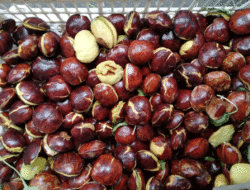 Harga Jengkol Anjlok Parah di Kuantan Singingi, di Padang 10 Biji Rp3.000