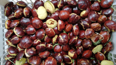 Jengkol.