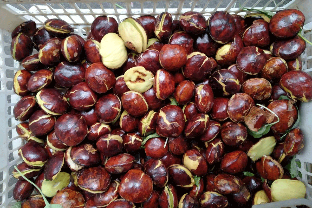 Jengkol.