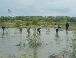 Atasi Abrasi Pesisir, Kelompok Tani Hutan Sumber Baru dan KNTI Sergai Tanam Ribuan Mangrove