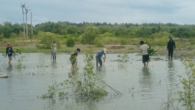 Penanaman pohon mangrove di Serdang Bedagai.