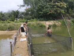 Raih Cuan di Lahan Bekas Tambang Emas Tanpa Izin, Warga Kuansing Kantongi Puluhan Juta Tiap Panen