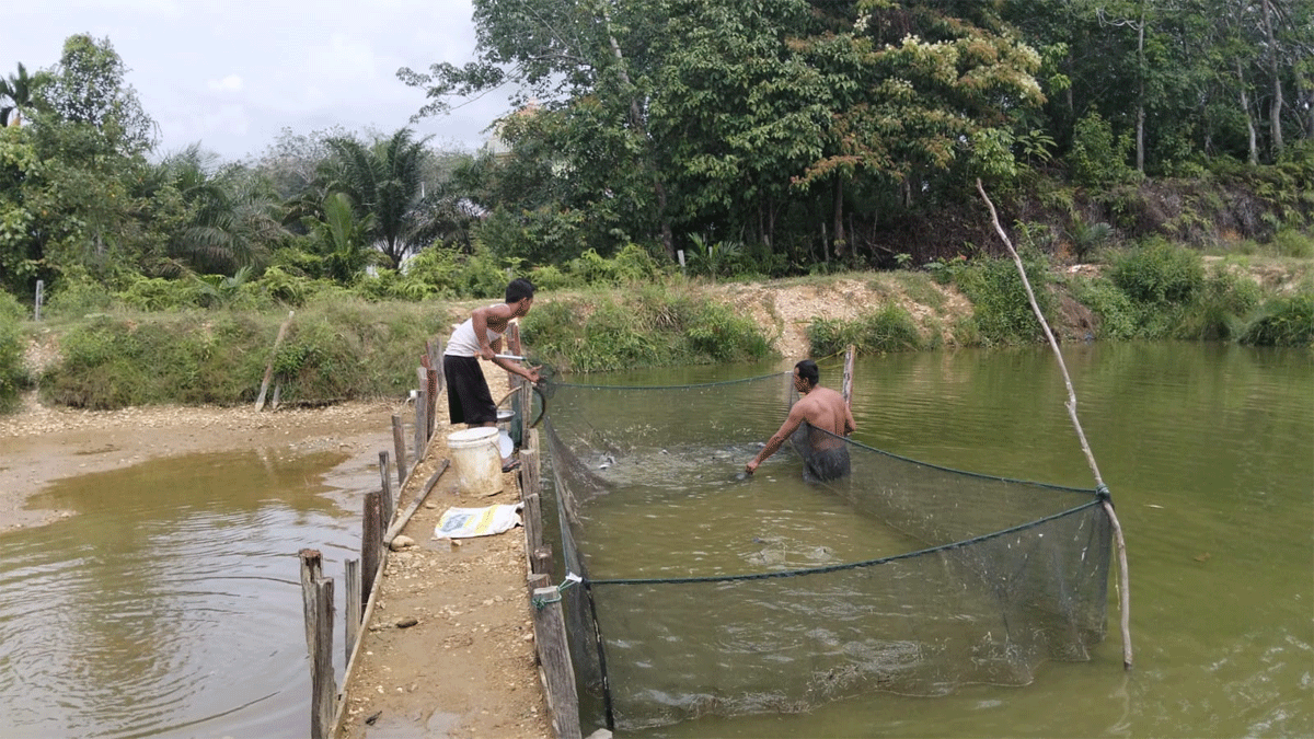 Raih Cuan di Lahan Bekas Tambang Emas Tanpa Izin, Warga Kuansing Kantongi Puluhan Juta Tiap Panen 1 Dengan memanfaatkan lahan bekas tambang emas tanpa izin di Kuansing, warga bisa raih pendapatan puluhan juta sebulan.