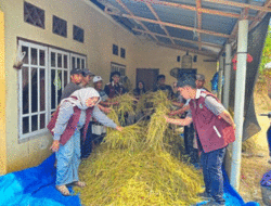 Efisiensi Pakan Pada Ternak, Mahasiswa KKN UNAND Gelar Pelatihan Pembuatan “Silase” dari Jerami Padi untuk Peternak dan Kelompok Tani di Nagari Padang Ganting, Tanah Datar