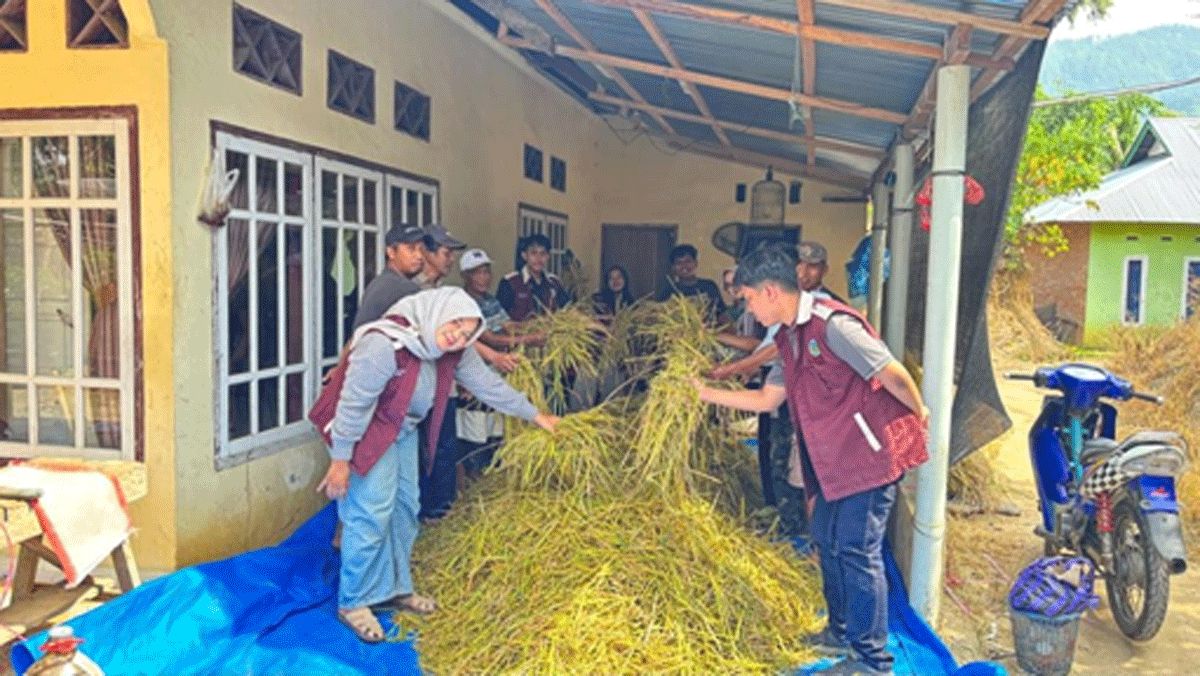 Mahasiswa KKN Reguler I yang berlokasi di Nagari Padang Ganting bekerja sama dengan Kelompok Tani