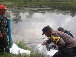 Pemerintah Nagari Sungai Dareh Tebar 50 Ribu Benih ke Embung Ampang Kamang