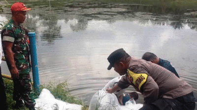 Pemerintah Nagari Sungai Dareh Tebar 50 Ribu Benih ke Embung Ampang Kamang