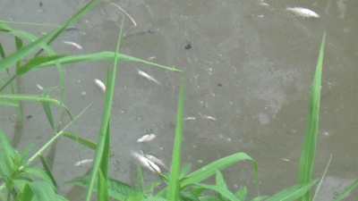 Ikan mati diduga gara-gara sungai tercemar.