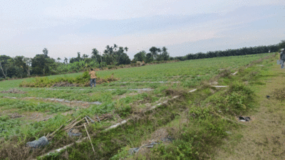 Areal lahan pembibitan kelapa sawit PTPN IV Regional II Kebun Adolina di Afdeling II, Desa Batang Terap, Perbaungan, Sergai, yang ditanami semangka seluas sekitar 40 rante atau lebih kurang 1,5 hektare.