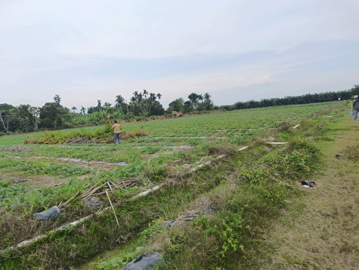 Areal lahan pembibitan kelapa sawit PTPN IV Regional II Kebun Adolina di Afdeling II, Desa Batang Terap, Perbaungan, Sergai, yang ditanami semangka seluas sekitar 40 rante atau lebih kurang 1,5 hektare.