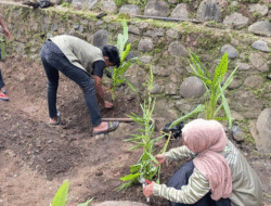 Edukasi Pemanfaatan Lahan Sempit, Mahasiswa KKN Universitas Andalas Kenalkan Budidaya TOGA di Jorong Pinang Sinawa