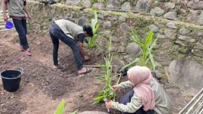 Penanaman tanaman obat