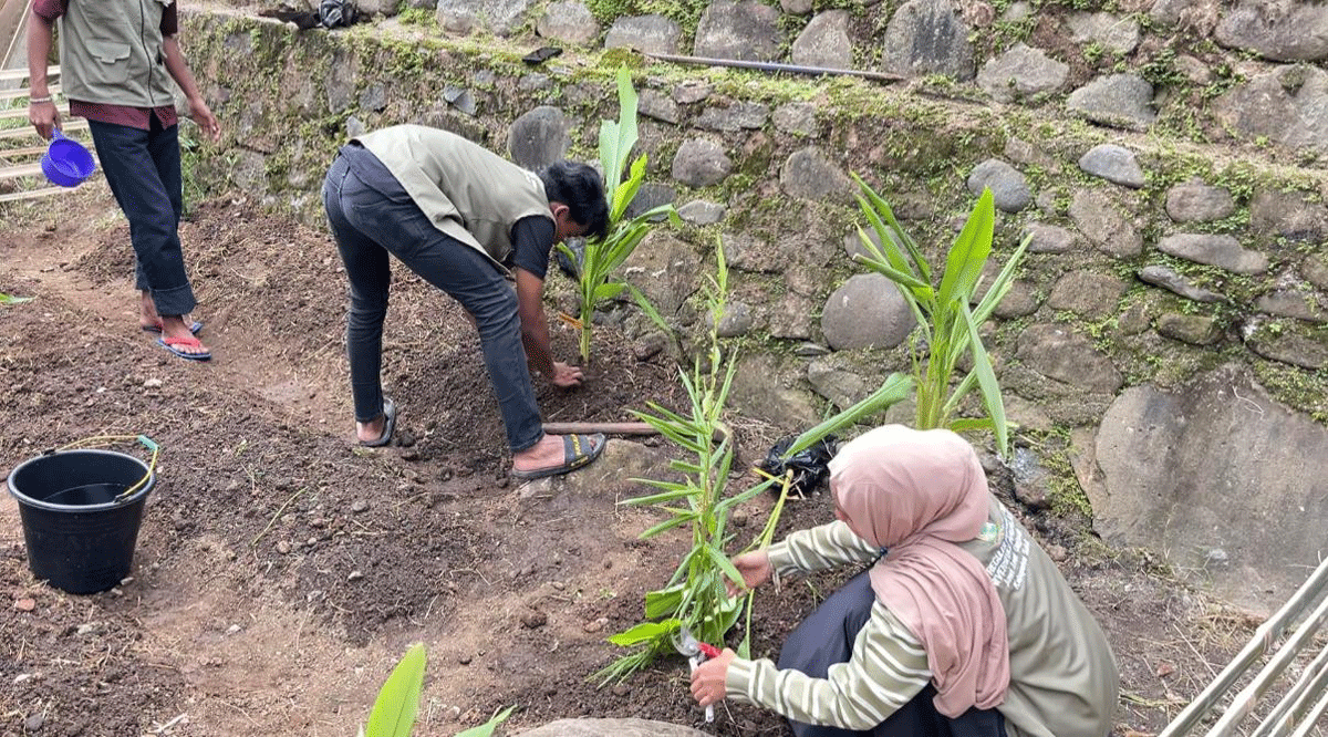 Penanaman tanaman obat