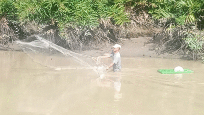Menjala udang di sungai.