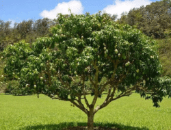 Pecinta Tanaman Perlu Tahu, Ternyata Ini Penyebab Pohon Mangga Tak Berbuah