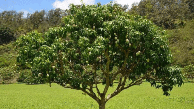 Pohon mangga