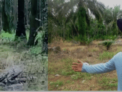 Warga Dharmasraya Geger, Beruang Muncul di Kebun Sawit, BKSDA Sumbar Diminta Gerak Cepat