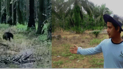 Warga Dharmasraya Geger, Beruang Muncul di Kebun Sawit, BKSDA Sumbar Diminta Gerak Cepat