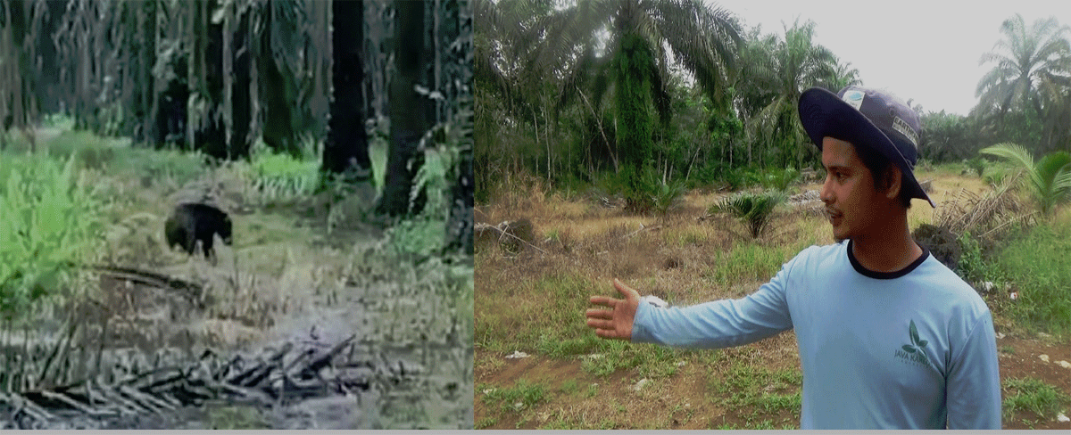 Seorang petani abadikan kemunculan seekor beruang di kebun sawit.